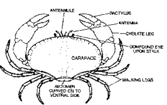 Phylum Arthoropoda
