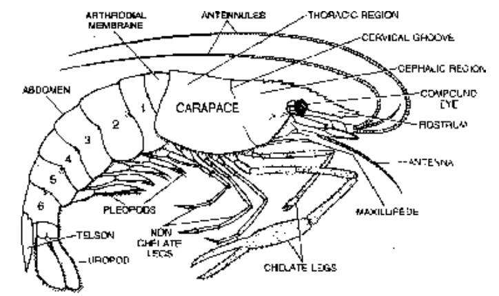 Phylum Arthoropoda