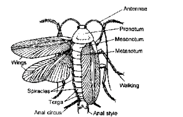 Phylum Arthoropoda