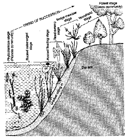 hydrosere