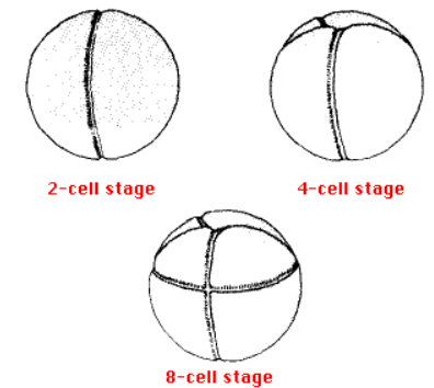 Embryogenesis