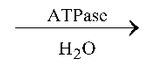 Cellular Respiration