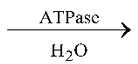 Cellular Respiration