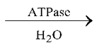 Cellular Respiration