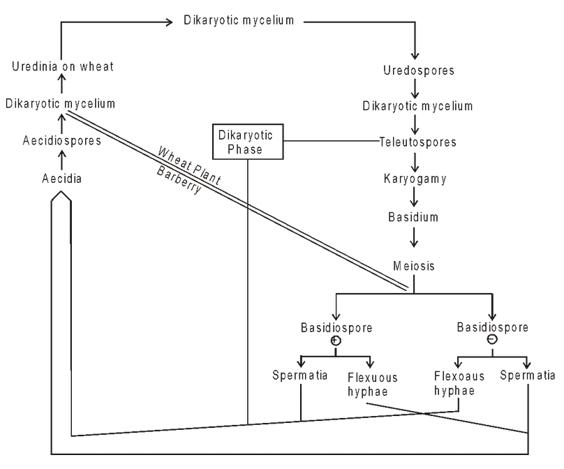 Characteristic feature