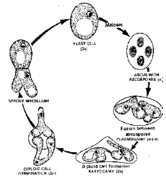 Characteristic-feature