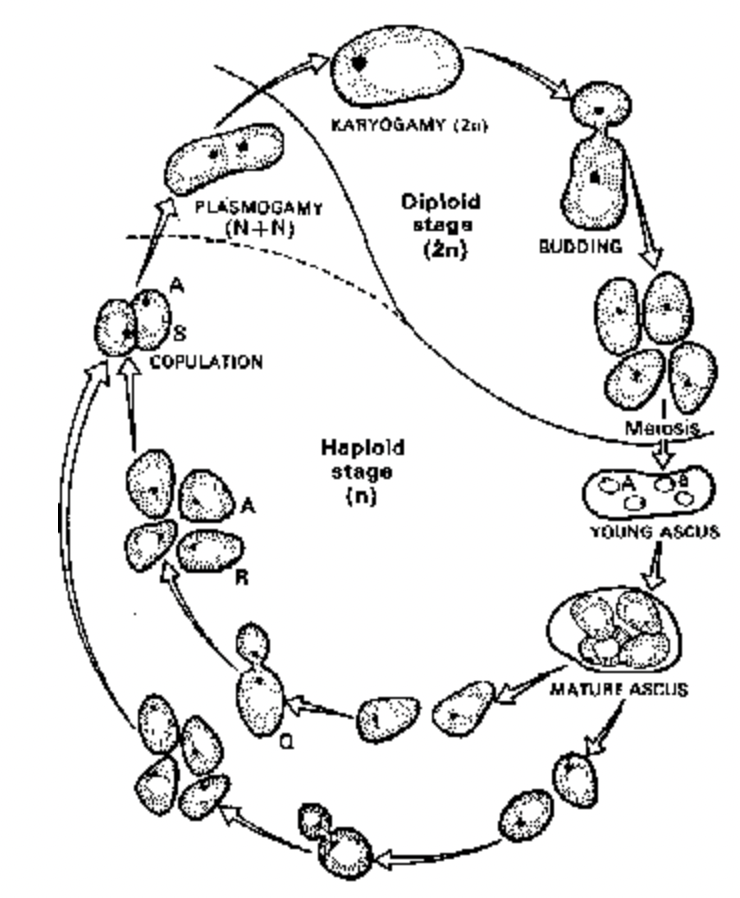 Characteristic-feature