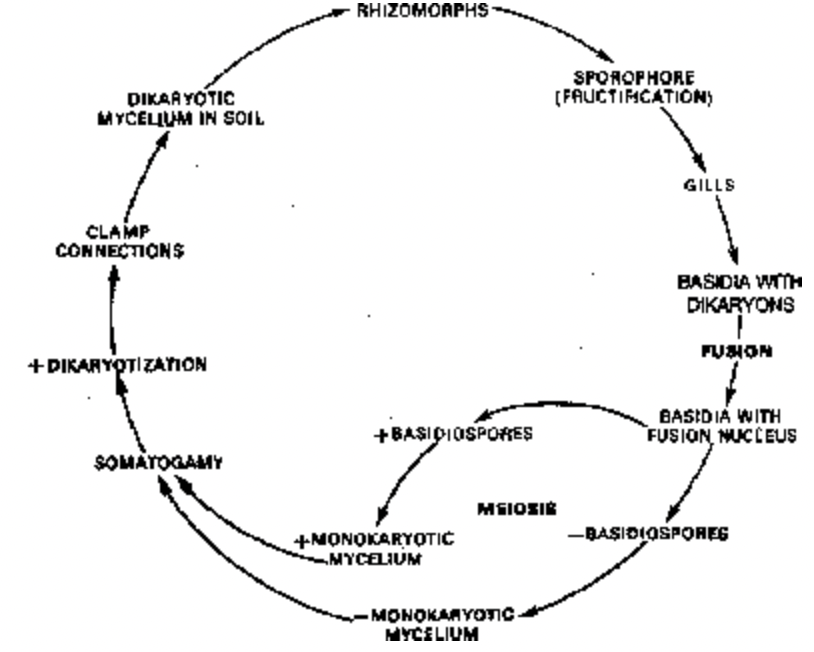 Characteristic