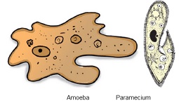 amoeba