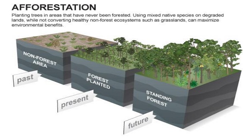 afforestation