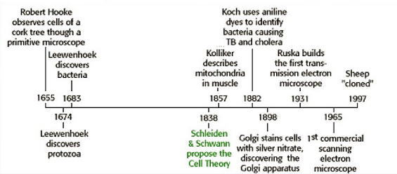 cell revision