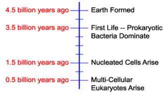 history cell