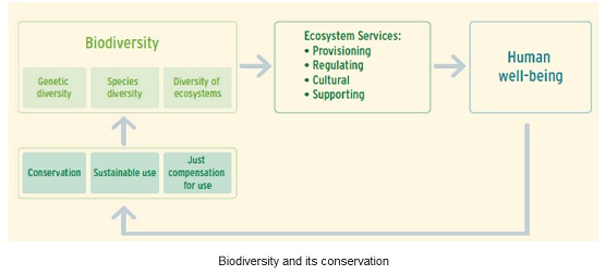 conservation of biodiversity