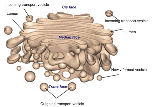 Golgi apparatus