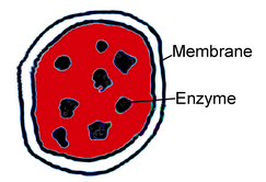 Lysosome