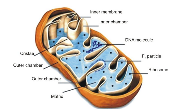 mitochondria