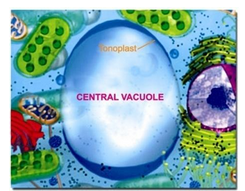 vacuole