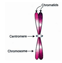 chromosome