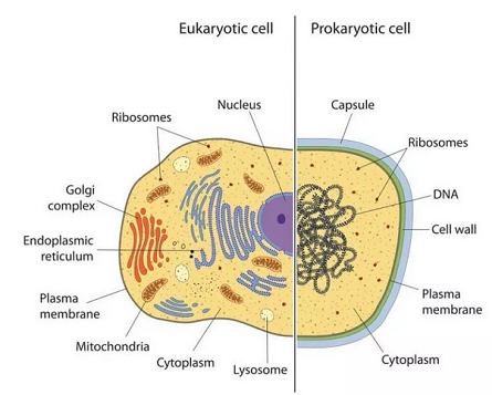 TYPES OF CELL & ORGANISM