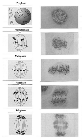 CELL DIVISION