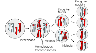 CELL DIVISION