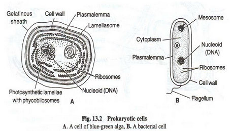 TYPES OF CELL & ORGANISM