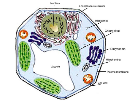 TYPES OF CELL & ORGANISM