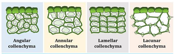 PERMANENT TISSUE