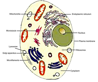 TYPES OF CELL & ORGANISM