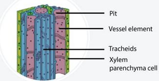 PERMANENT TISSUE