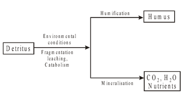 Ecosystem Structure And Function