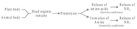 Nutrient Cycle
