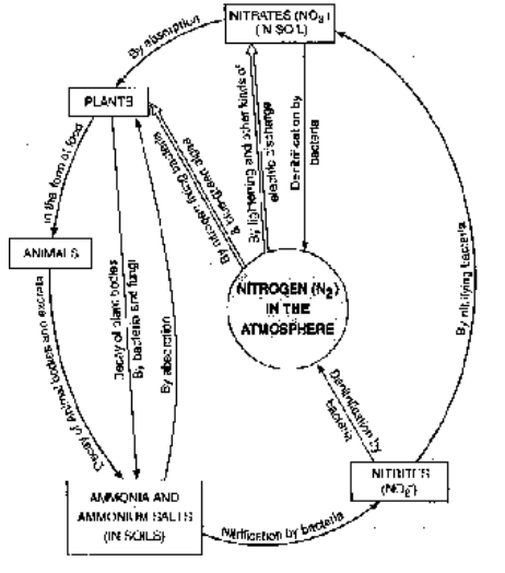 Nutrient Cycle