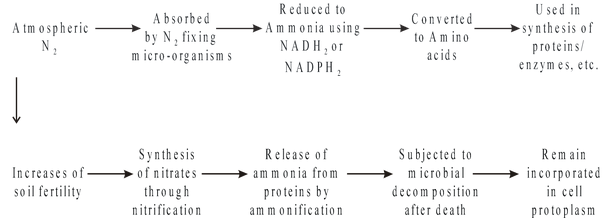 Nutrient Cycle