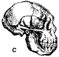 Ape