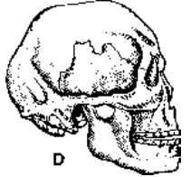 Ape