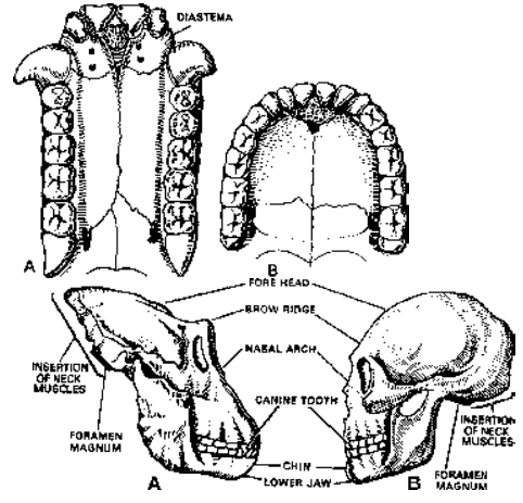 Similarities Between Apes And Man