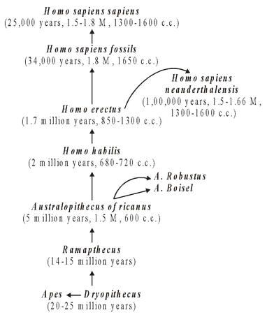 Similarities Between Apes And Man