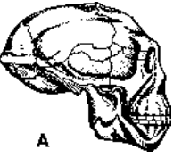 Similarities Between Apes And Man