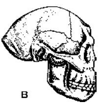 Ape