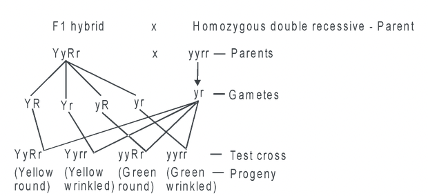 Experiments of Mendel