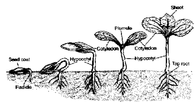 Germination