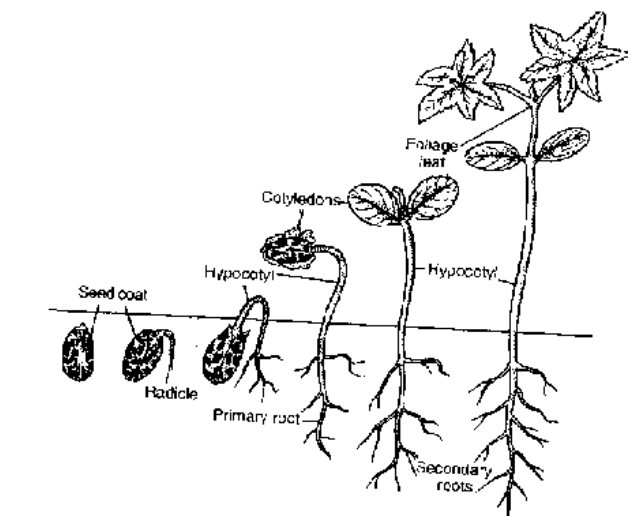 Germination