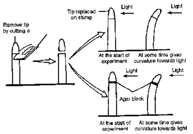 Growth Regulators