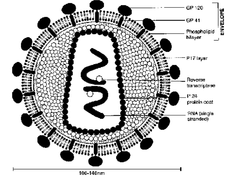 Disease Due to Chromosomal Abnormalities (Abnormal Number)