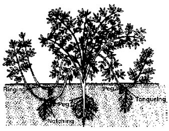 Horticultural Or Artificial Methods Of Vegetative Propagation