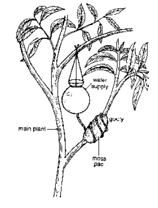 Horticultural Or Artificial Methods Of Vegetative Propagation