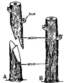 Horticultural Or Artificial Methods Of Vegetative Propagation