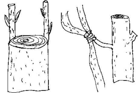 crown grafting approach grafting
