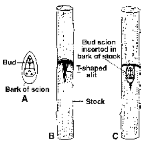 Horticultural Or Artificial Methods Of Vegetative Propagation